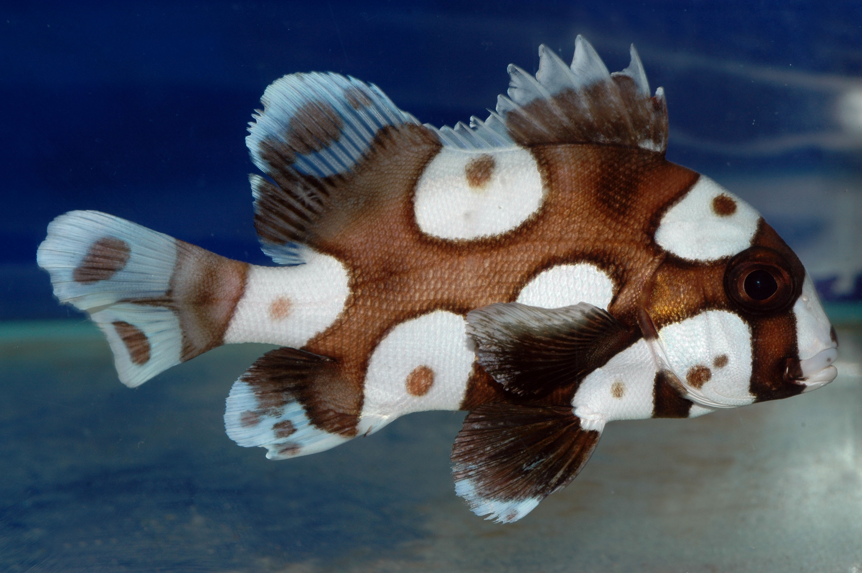 Сладкогуб крупнопятнистый 