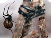 Lactrodectus hasselti