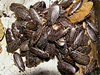 Мраморные тараканы Nauphoeta cinere