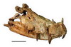 Череп древнего крокодила из рода Kaprosuchus.