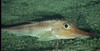 Рыба-броненосец Peristedion cataphractum