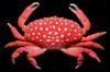 Strawberry crab