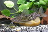 Synodontis schoutedeni Синодонтис Шоутедена