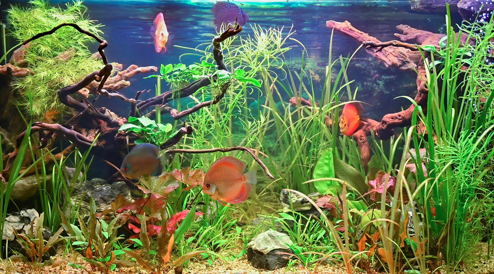 Как аквариум помогает справиться со стрессом