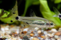 Rasbosoma spilocerca