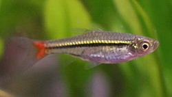 Расбора краснохвостая (Rasbora borapetensis)