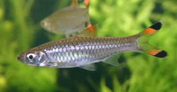 Расбор пестрохвостая (Rasbora caudimaculata)