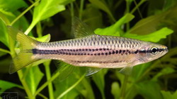 Расбора двухполосая (Rasbora cephalotaenia)