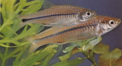 Rasbora daniconius