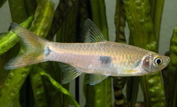 Расбора трехпятнистая (Rasbora elegans)