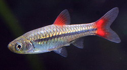 Расбора красноспинная (Rasbora rubrodorsalis)