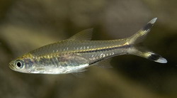 Расбора трехлинейная (Rasbora trilineata) 