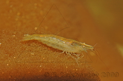 Креветка зелёная Caridina cf. babaulti var. Green