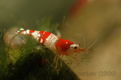 Креветка "Красный кристалл" Caridina cf. cantonensis var. Crystal Red