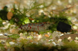 Креветка тигровая Caridina cf. cantonensis var. Tiger