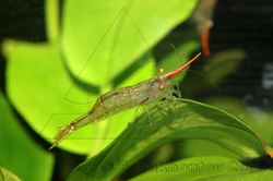 Креветка красноносая (индйская) Caridina gracilirostris