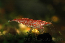 Креветка вишневая Neocaridina heteropoda var. Red