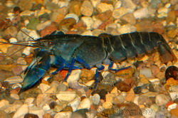 Cherax cainii