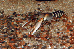 Cherax papuanus