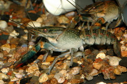 Cherax quadricarinatus