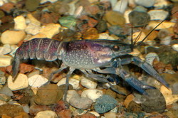 Procambarus alleni