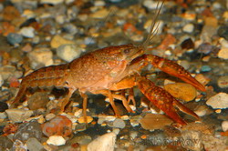 Procambarus clarkii