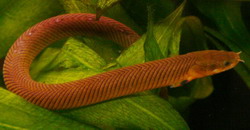 Каламоихт (Erpetoichthys calabaricus)