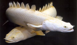 Полиптерус сенегальский (Polypterus senegalus) альбинос