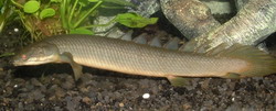 Полиптерус сенегальский (Polypterus senegalus)