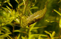 Caridina japonica