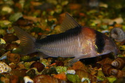 Corydoras adolfi