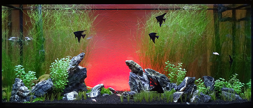 Пресноводный аквариум с живыми растениями