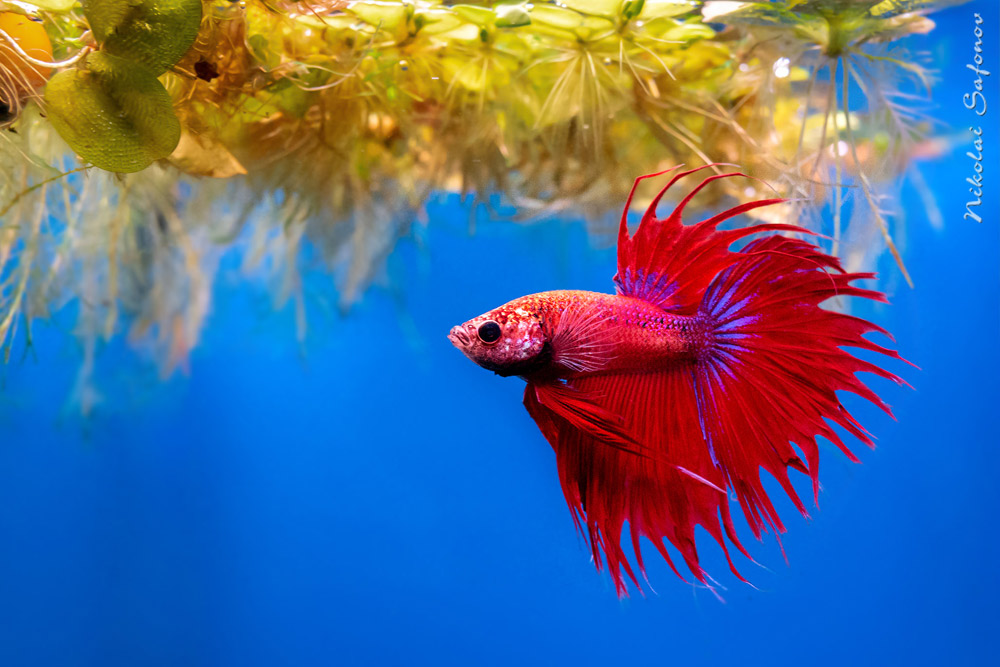 сиамский петушок (Betta splendens)