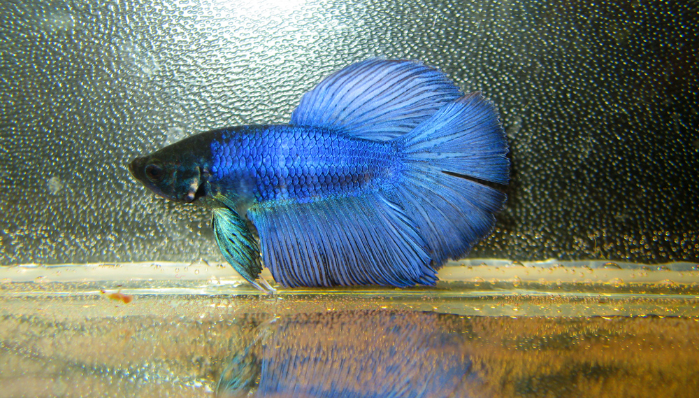 сиамский петушок (Betta splendens) синяя супердельта