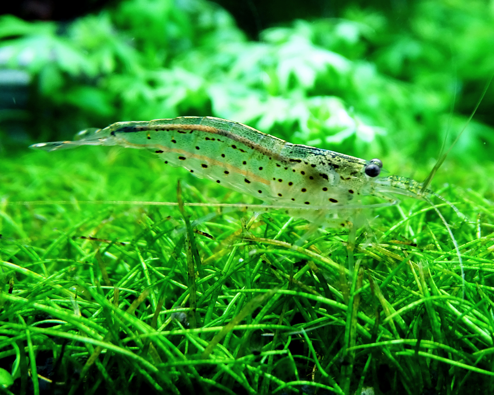 Креветка Амано Caridina japonica