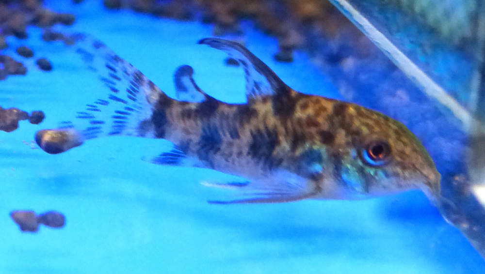 Коридорас крапчатый Corydoras paleatus