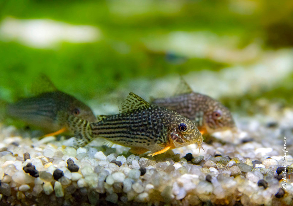 Коридорас Штерба Corydoras sterbai