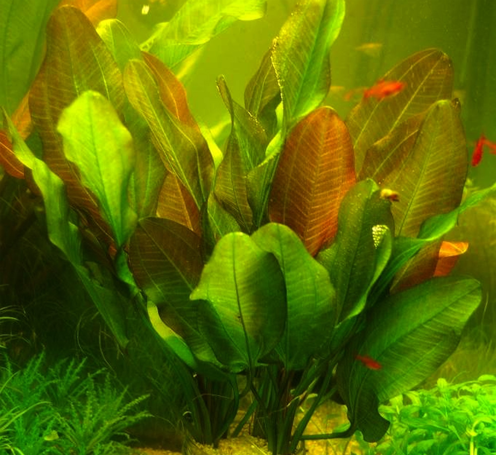 цветущие аквариумные растения фото