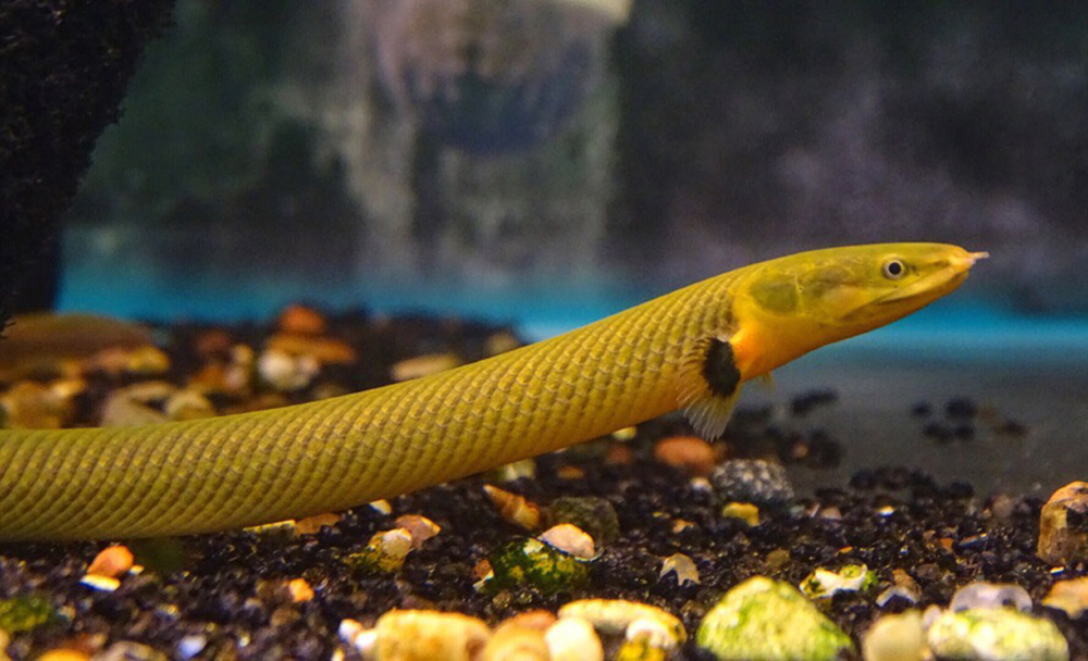 Каламоихт Erpetoichthys calabaricus