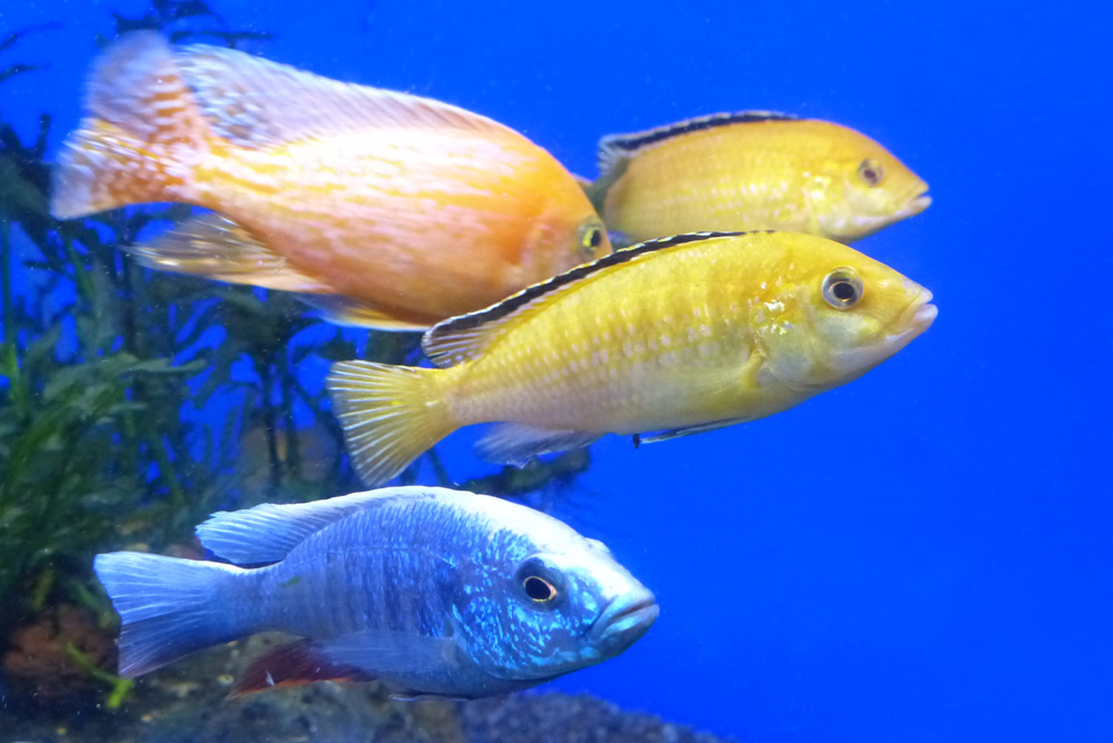 Лабидохромис церулиус желтый Labidochromis caeruleus