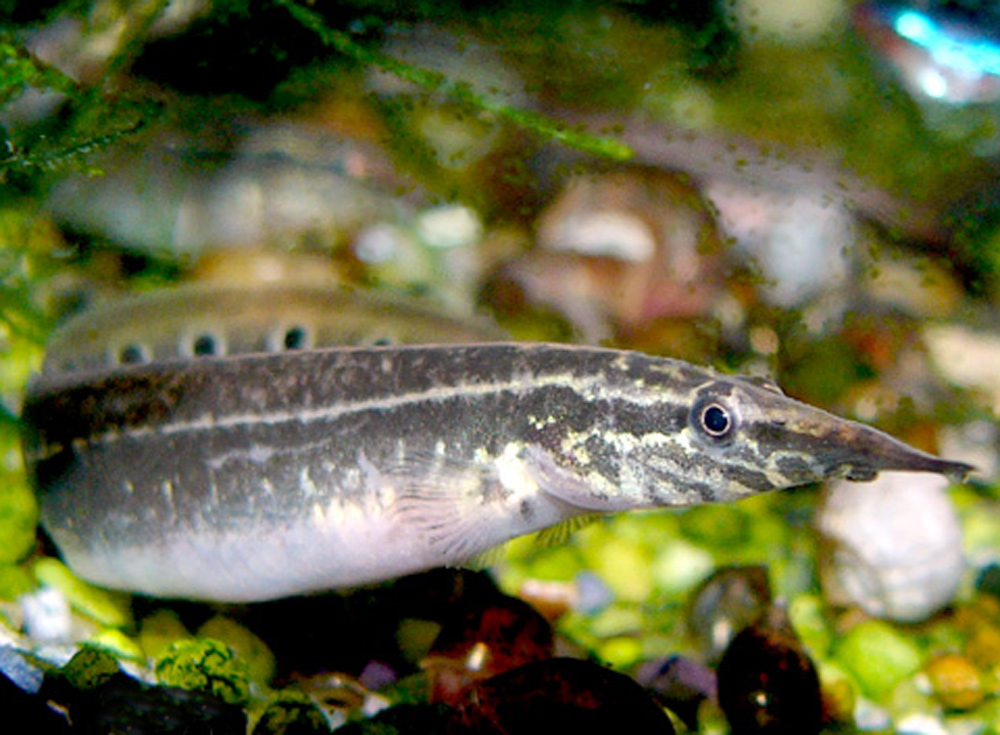 Макрогнатус глазчатый Macrognathus aculeatus