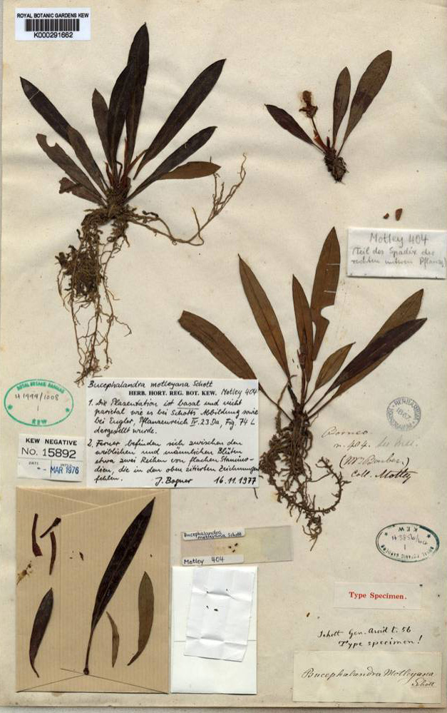 фотография гербарного листа с первым найденный Дж.Мотли в природе экземпляром