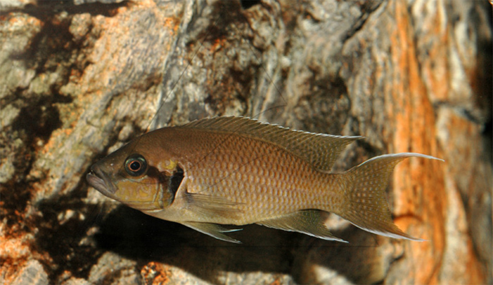 Принцесса Бурунди Neolamprologus brichardi