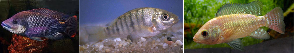 Oreochromis