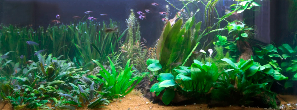 Cамые популярные растения для оформления среднего плана аквариума