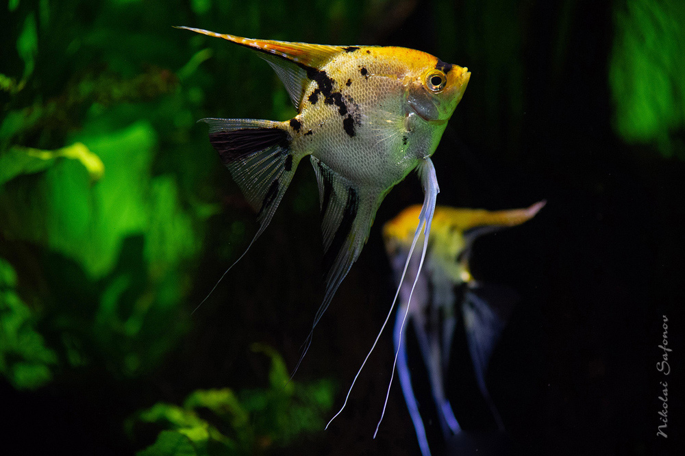 Скалярия Pterophyllum scalare