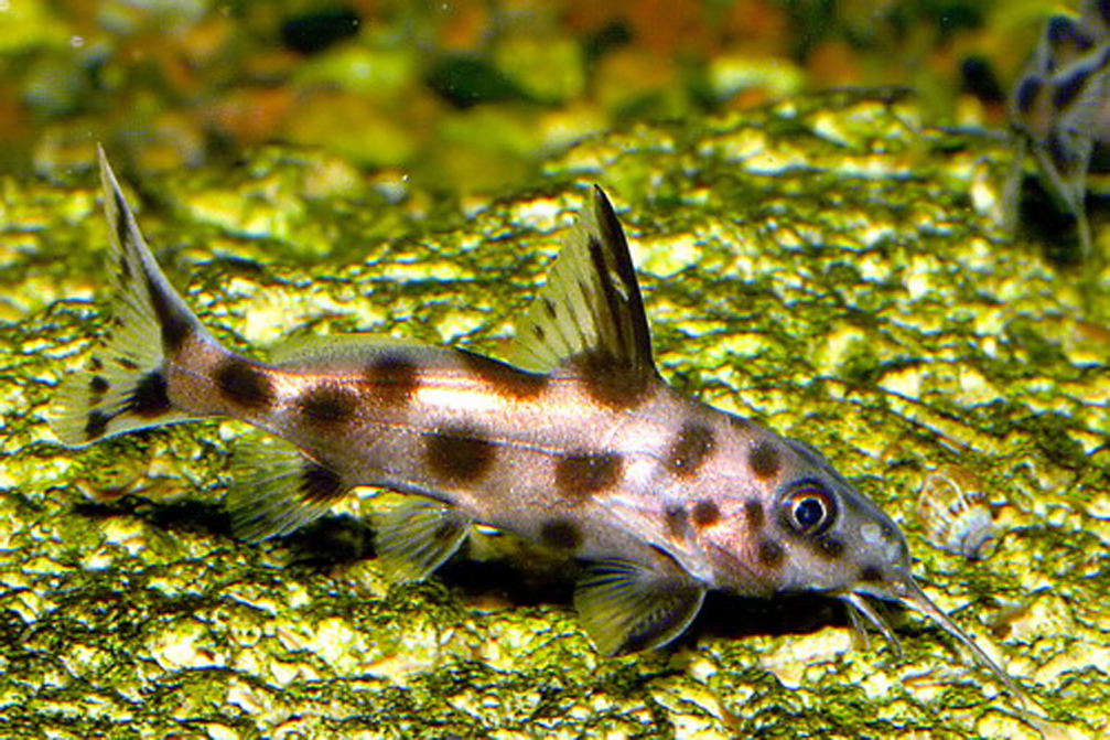 Синодонтис Synodontis sp.