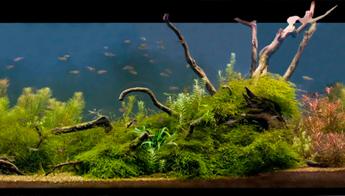 Истоки акваскейпинга или истина постигается созерцая