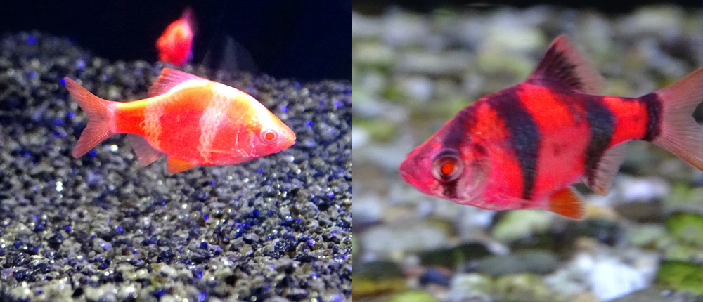 Барбус суматранский флуоресцентный красный