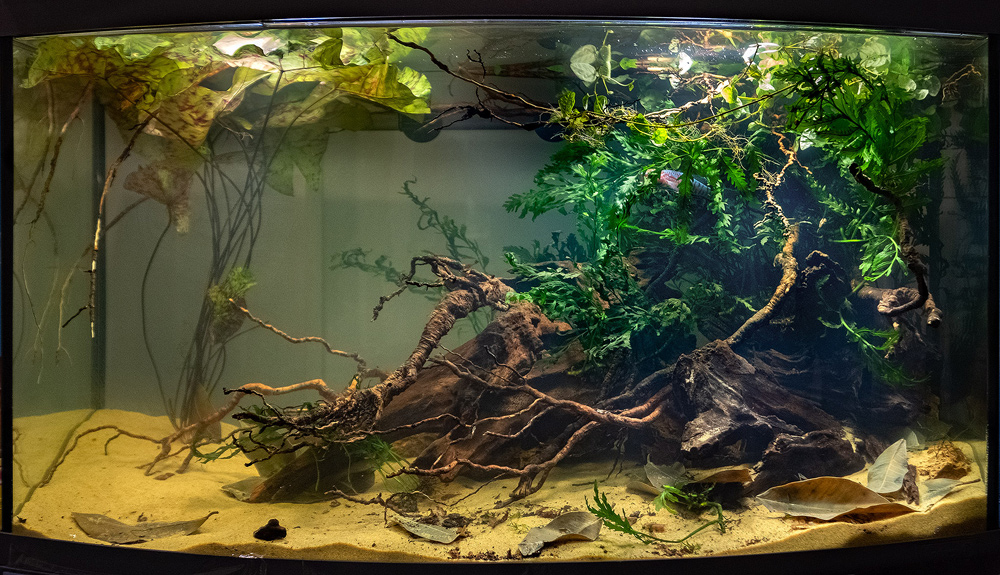 Топ биотопных аквариумов